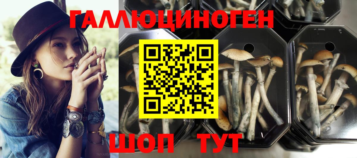 Галлюциногенные грибы Psilocybine cubensis  Вход с VPN  Мыски 